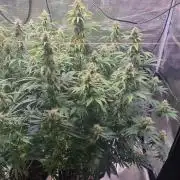 My Zoe Runtz F1 Hybrid Auto (Zamnesia)