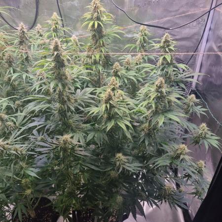 My Zoe Runtz F1 Hybrid Auto (Zamnesia)