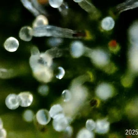 My Zoe Report - Black Orchid Auto