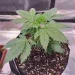 My Zoe Runtz F1 Hybrid Auto (Zamnesia)