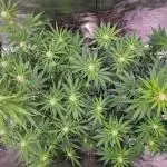 My Zoe Wurlz F1 Hybrid  Auto (Zamnesia)