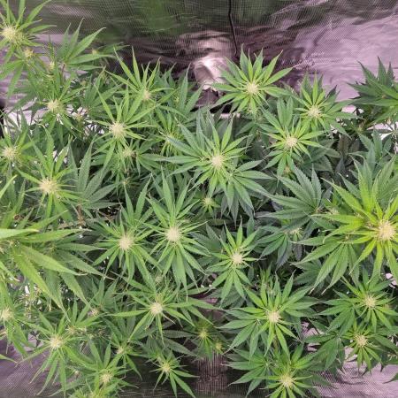 My Zoe Wurlz F1 Hybrid  Auto (Zamnesia)