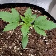GodFeather OG F1 Auto (First) #16 #01