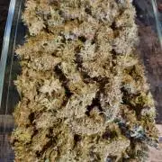 My Zoe Wurlz F1 Hybrid  Auto (Zamnesia)