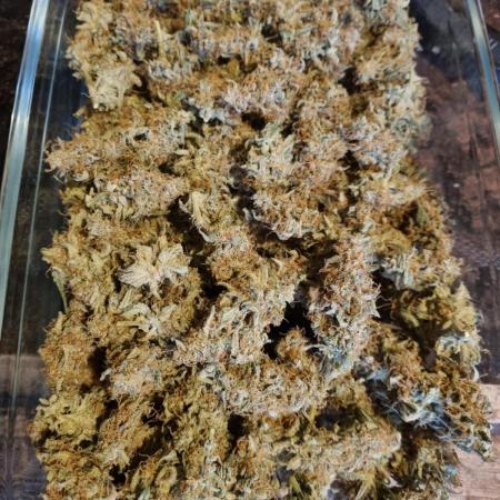 My Zoe Wurlz F1 Hybrid  Auto (Zamnesia)