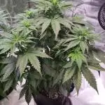 My Zoe Runtz F1 Hybrid Auto (Zamnesia)