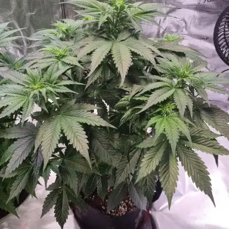 My Zoe Runtz F1 Hybrid Auto (Zamnesia)