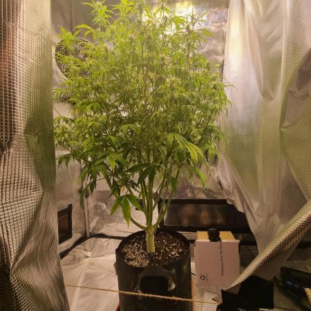 My Zoe Purple Queen Automatic (RQS)