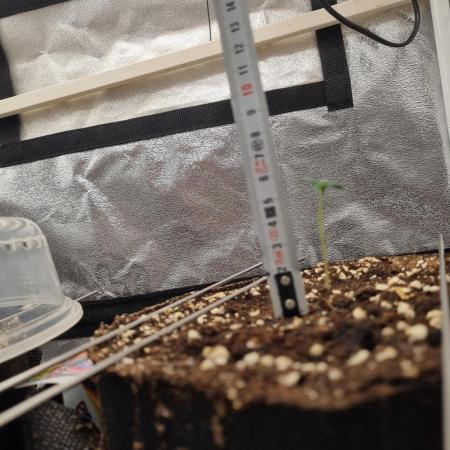 Purple Haze Auto #13 #01