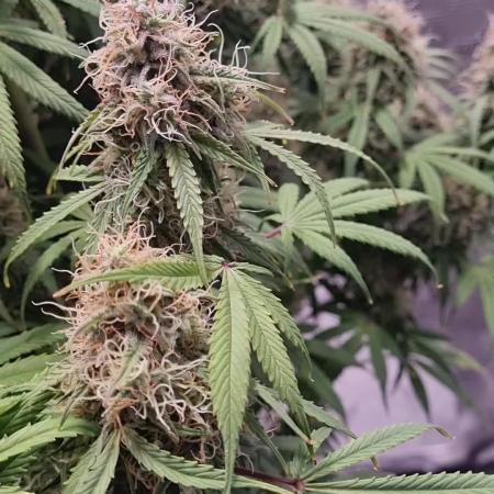 My Zoe Purple Queen Automatic (RQS)