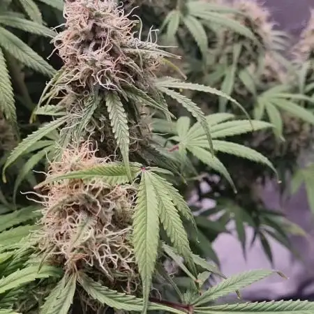 My Zoe Purple Queen Automatic (RQS)