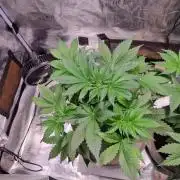 GodFeather OG F1 Auto (First) #17 #02