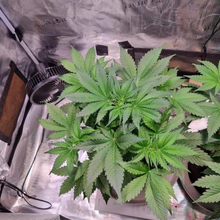 GodFeather OG F1 Auto (First) #17 #02