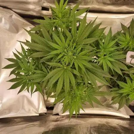 My Zoe Wurlz F1 Hybrid  Auto (Zamnesia)