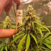 My Zoe Runtz F1 Hybrid Auto (Zamnesia)