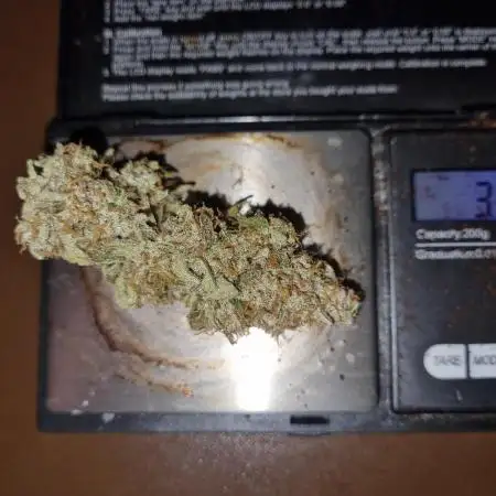 My Zoe Report - Black Orchid Auto #3