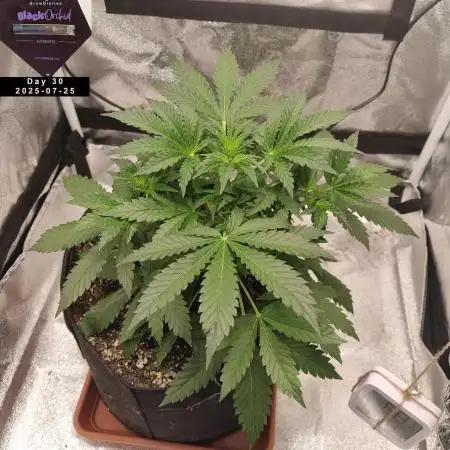 My Zoe Report - Black Orchid Auto #3