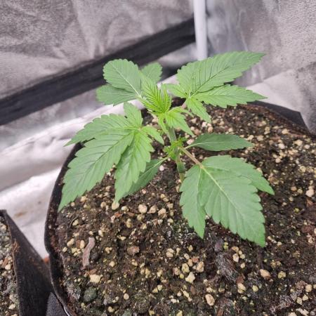 My Zoe Runtz F1 Hybrid Auto (Zamnesia)