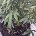 My Zoe Report - Black Orchid Auto #3