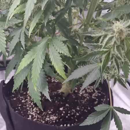 My Zoe Report - Black Orchid Auto #3