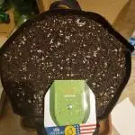 My Zoe Purple Queen Automatic (RQS)