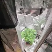 My Zoe Purple Queen Automatic (RQS)