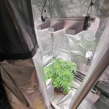 My Zoe Purple Queen Automatic (RQS)