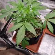 Purple Haze Auto #14 #02