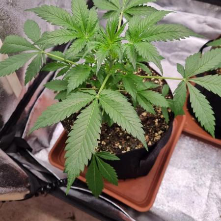 Purple Haze Auto #14 #02