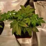 My Zoe Runtz F1 Hybrid Auto (Zamnesia)