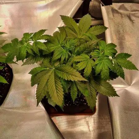 My Zoe Runtz F1 Hybrid Auto (Zamnesia)