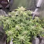 My Zoe Report - Black Orchid Auto #3