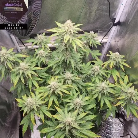 My Zoe Report - Black Orchid Auto #3
