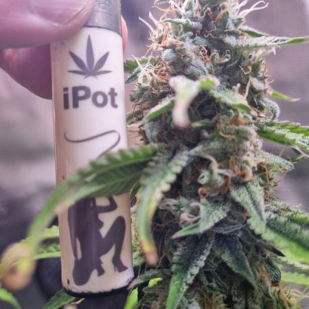 GodFeather OG F1 Auto (First) #17 #02