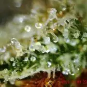 My Zoe Wurlz F1 Hybrid  Auto (Zamnesia)