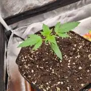 Purple Haze Auto #14 #02