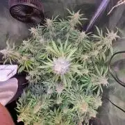 My Zoe Wurlz F1 Hybrid  Auto (Zamnesia)