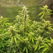 GodFeather OG F1 Auto (First) #16 #01