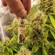Mango Kush Auto #15 #1