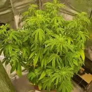 My Zoe Purple Queen Automatic (RQS)