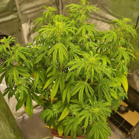 My Zoe Purple Queen Automatic (RQS)