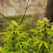 My Zoe Purple Queen Automatic (RQS)