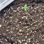 My Zoe Purple Queen Automatic (RQS)