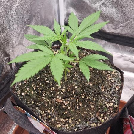 My Zoe Wurlz F1 Hybrid  Auto (Zamnesia)