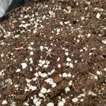 My Zoe Wurlz F1 Hybrid  Auto (Zamnesia)