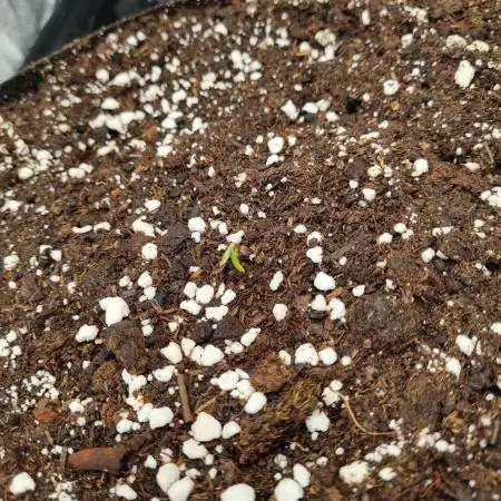 My Zoe Wurlz F1 Hybrid  Auto (Zamnesia)