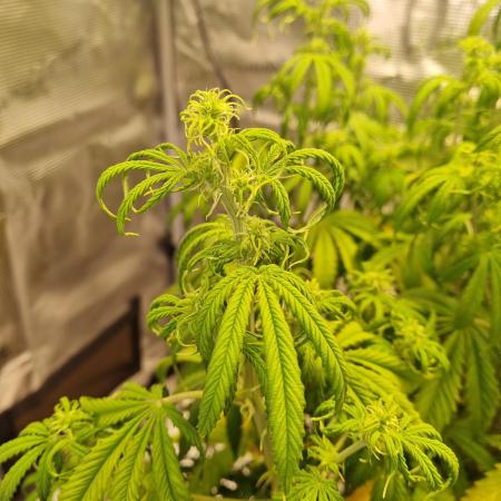 My Zoe Purple Queen Automatic (RQS)