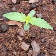 GodFeather OG F1 Auto (First) #18 #03