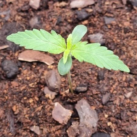 GodFeather OG F1 Auto (First) #18 #03