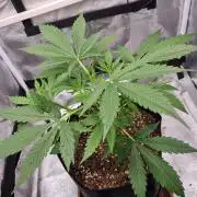 My Zoe Purple Queen Automatic (RQS)